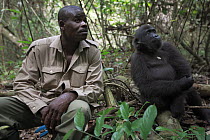 Western Lowland Gorilla (Gorilla gorilla gorilla) five year old orphan with conservationist worker, part of reintroduction project by Aspinall Foundation, Bateke Plateau National Park, Gabon