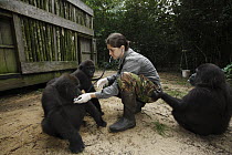 Western Lowland Gorilla (Gorilla gorilla gorilla) five year old orphans getting medical care, part of reintroduction project by Aspinall Foundation, Bateke Plateau National Park, Gabon