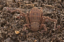 Atewa Hooded Spider (Ricinoides atewa) female, Ghana