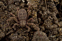 Atewa Hooded Spider (Ricinoides atewa) female camouflaged on soil, Ghana