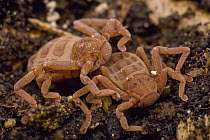 Atewa Hooded Spider (Ricinoides atewa) juvenile pair, Ghana