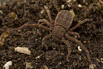Atewa Hooded Spider (Ricinoides atewa) female camouflaged on soil, Ghana