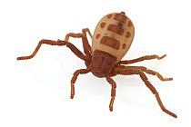 Atewa Hooded Spider (Ricinoides atewa) juvenile, Ghana