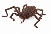 Atewa Hooded Spider (Ricinoides atewa), Ghana