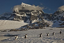 Gentoo Penguin (Pygoscelis papua) group walking under Luigi Peak, Wiencke Island, Antarctic Peninsula, Antarctica