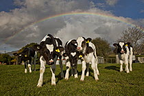 Domestic Cattle (Bos taurus) calves during spring rainshower with rainbow overhead, Takaka, Golden Bay, New Zealand
