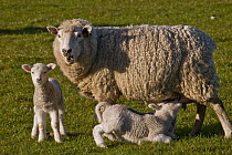 Domestic Sheep (Ovis aries) newborn spring lamb suckling, Takaka, Golden Bay, New Zealand