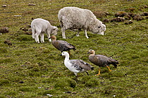 Domestic Sheep (Ovis aries) pair grazing beside Upland Goose (Chloephaga picta) group, Bluff Cove, Falkland Islands