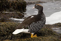 Kelp Goose (Chloephaga hybrida) female, Bluff Cove, Falkland Islands