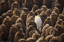 King Penguin (Aptenodytes patagonicus) and chicks, Salisbury Plain, Bay of Isles, South Georgia Island, Antarctica