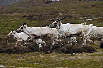 Caribou (Rangifer tarandus) group running, introduced by whalers in early 1900s, South Georgia Island, Antarctica