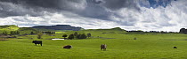 Hereford Cattle (Bos taurus) bulls grazing in field, Ohakune, North Island, New Zealand
