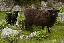 Domestic Sheep (Ovis aries) and twin lambs, Flea Bay, Banks Peninsula, Canterbury, New Zealand