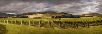 Vineyard in summer, Awatere Valley, Marlborough, New Zealand
