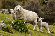 Domestic Sheep (Ovis aries) with twin lambs, Stony Bay, Banks Peninsula, Canterbury, New Zealand