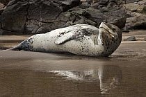 Leopard Seal (Hydrurga leptonyx) on Otanerito Beach, New Zealand