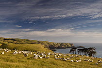 Domestic Sheep (Ovis aries) flock grazing in headland near Otanarito Bay, Banks Peninsula, Canterbury, New Zealand