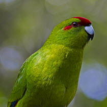 Red-fronted Parakeet (Cyanoramphus novaezelandiae), Karori Wildlife Sanctuary, Wellington, New Zealand
