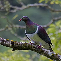 New Zealand Pigeon (Hemiphaga novaeseelandiae), Karori Wildlife Sanctuary, Wellington, New Zealand