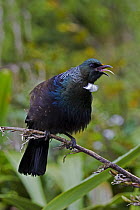 Tui (Prosthemadera novaeseelandiae) poking out tongue, Karori Wildlife Sanctuary, Wellington, New Zealand