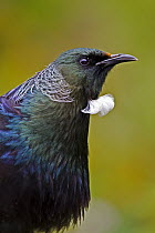 Tui (Prosthemadera novaeseelandiae), Karori Wildlife Sanctuary, Wellington, New Zealand