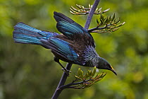 Tui (Prosthemadera novaeseelandiae) displaying, Karori Wildlife Sanctuary, Wellington, New Zealand