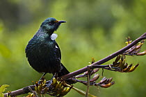 Tui (Prosthemadera novaeseelandiae), Karori Wildlife Sanctuary, Wellington, New Zealand