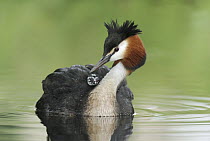 Great Crested Grebe (Podiceps cristatus) grooming chick on its back, Lake Alexandrina, New Zealand