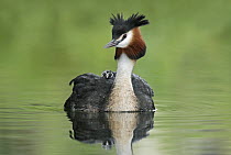 Great Crested Grebe (Podiceps cristatus) with chick on its back, Lake Alexandrina, New Zealand