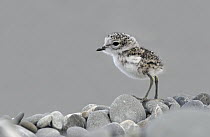 Double-banded Plover (Charadrius bicinctus) newly hatched chick, Lake Ellesmere, New Zealand