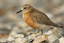 Red-breasted Plover (Charadrius obscurus) walking amongst shells, Omaha Beach, New Zealand