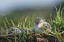Black-winged Stilt (Himantopus himantopus) newly hatched chick sits on nest with remaining eggs, Christchurch, New Zealand