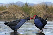 Pukeko (Porphyrio porphyrio melanotus) pair courting, Christchurch, New Zealand