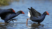 Pukeko (Porphyrio porphyrio melanotus) males eagerly pursuing female, Christchurch, New Zealand
