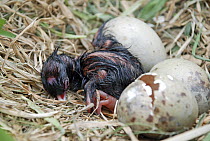 Pukeko (Porphyrio porphyrio melanotus) chick hatching, Christchurch, New Zealand