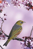 Silvereye (Zosterops lateralis) on cherry blossom in spring, Christchurch, New Zealand