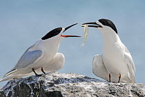 White-fronted Tern (Sterna striata) presenting a fish as part of courtship display, Avon Heathcote Estuary, Christchurch, New Zealand