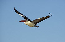 Australian Pelican (Pelecanus conspicillatus) flying, Diamantina River, Queensland, Australia