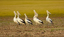 Australian Pelican (Pelecanus conspicillatus) flock in flood plain, Eyre Creek, Birdsville, Queensland, Australia