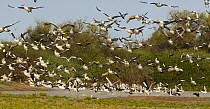 Australian Pelican (Pelecanus conspicillatus) flock taking flight, Eyre Creek, Birdsville, Queensland, Australia