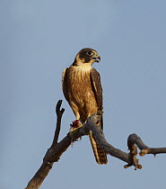 Australian Hobby (Falco longipennis) feeding on Budgerigar (Melopsittacus undulatus), Simpson Desert, Northern Territory, Australia