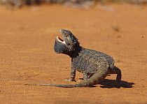 Inland Bearded Dragon (Pogona vitticeps) in defensive posture, Bedourie, Queensland, Australia