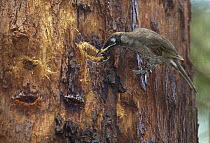 Bridled Honeyeater (Lichenostomus frenatus) feeding on Red Mahogany (Eucalyptus resinifera) sap from cut made by Greater Glider (Petauroides volans), Wondecla, Queensland, Australia