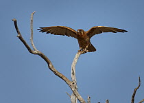 Brown Falcon (Falco berigora) taking flight, Simpson Desert, Northern Territory, Australia