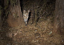 Feral Cat (Felis catus) stalking Long-haired Rat (Rattus villosissimus) at night, Diamantina National Park, Queensland, Australia