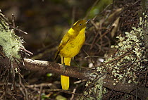 Golden Bowerbird (Prionodura newtoniana) male perching on lek, Mount Hypipamee National Park, Queensland, Australia