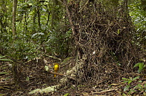 Golden Bowerbird (Prionodura newtoniana) male on display perch on bower, Mount Hypipamee National Park, Queensland, Australia