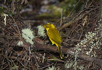 Golden Bowerbird (Prionodura newtoniana) male carrying lichen to decorate bower, Mount Hypipamee National Park, Queensland, Australia