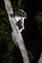 Greater Glider (Petauroides volans) in tree at night, Queensland, Australia