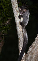 Greater Glider (Petauroides volans) in tree at night, Queensland, Australia
